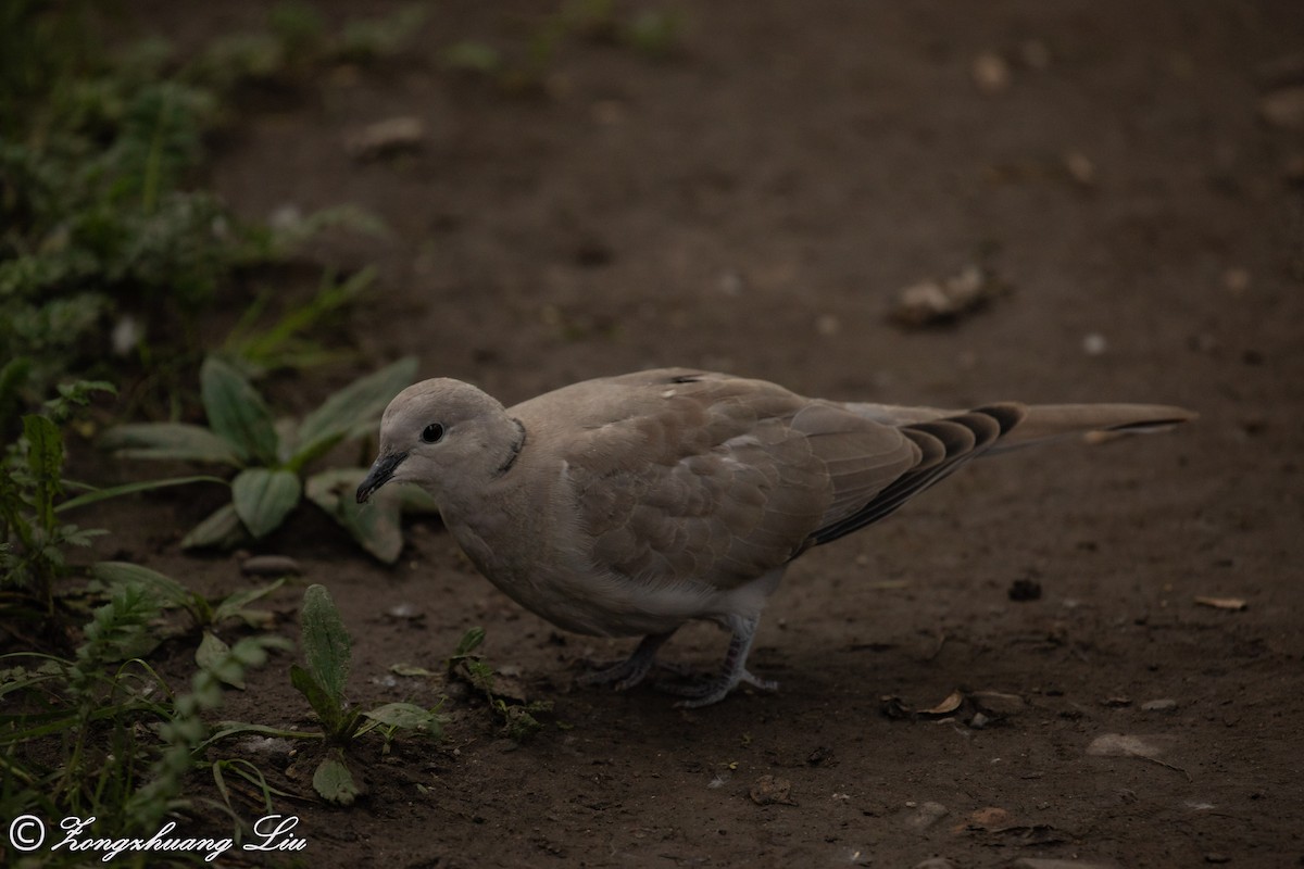 Eurasian Collared-Dove - Zongzhuang Liu