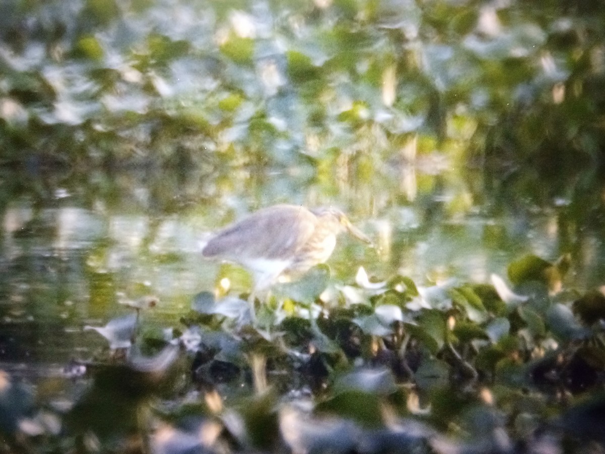 Indian Pond-Heron - ML614568921