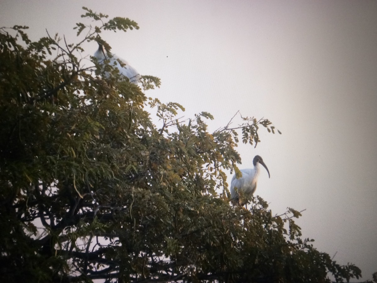 Ibis à tête noire - ML614568934