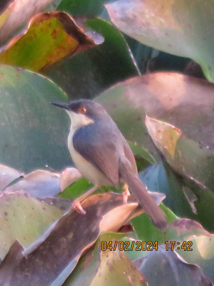 Ashy Prinia - ML614568972