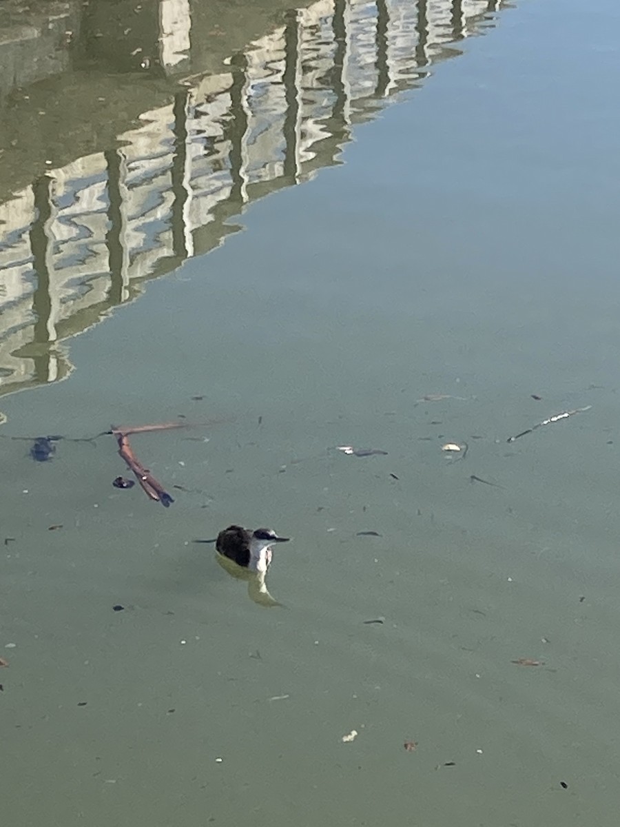 Red-throated Loon - ML614568989