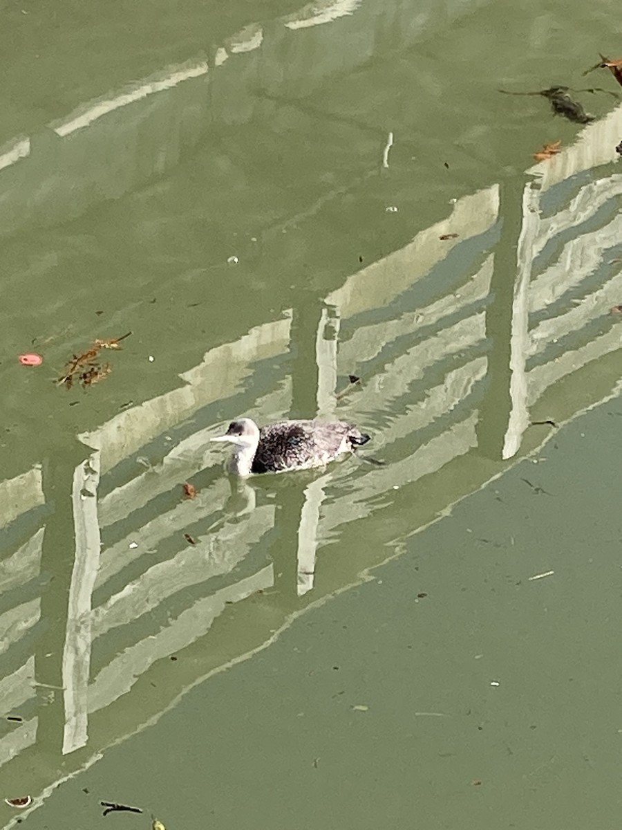 Red-throated Loon - ML614568991