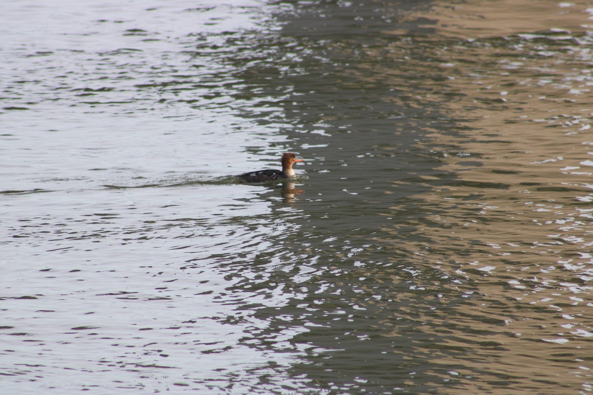 Red-breasted Merganser - Donna McAdams