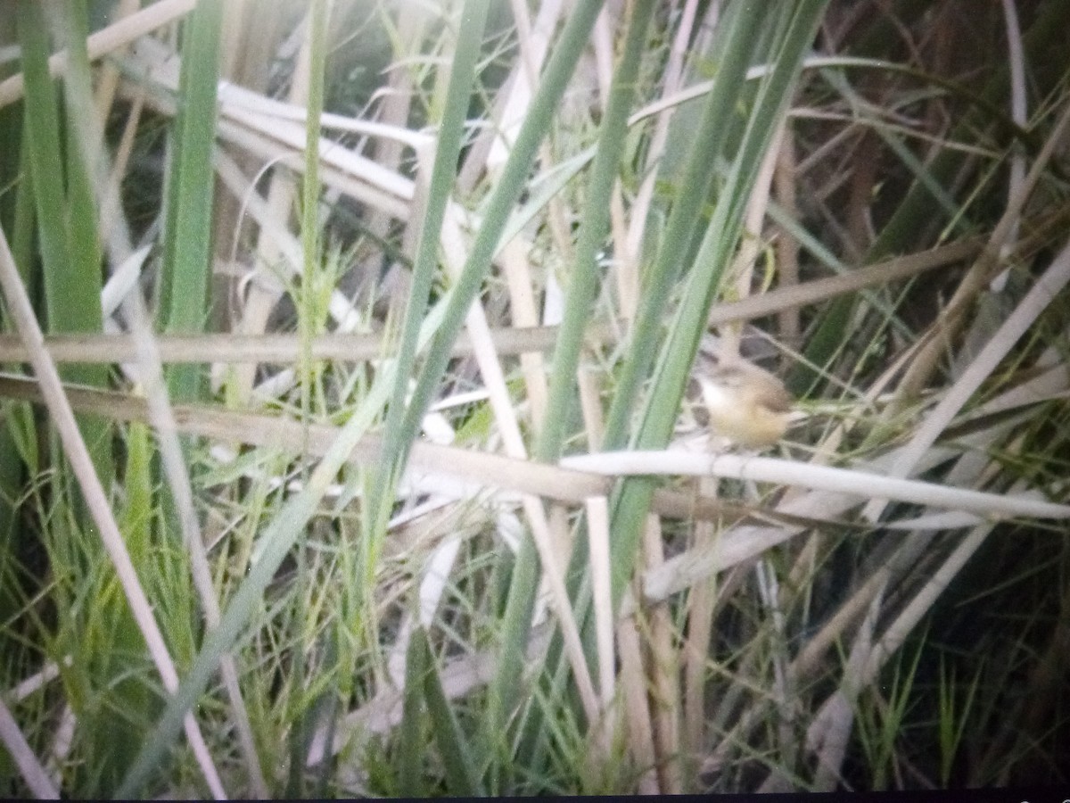 Paddyfield Warbler - ML614569068