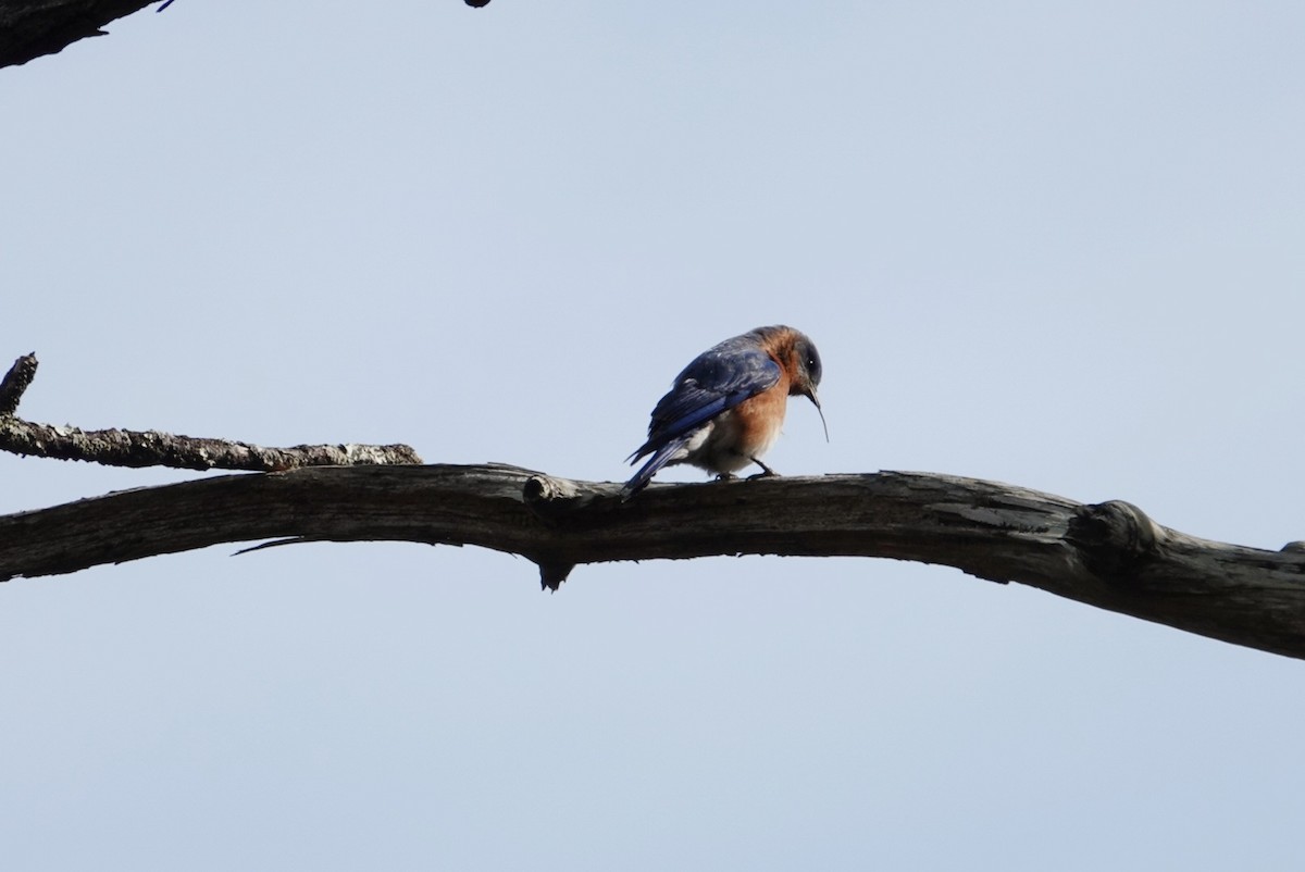 Eastern Bluebird - deborah grimes