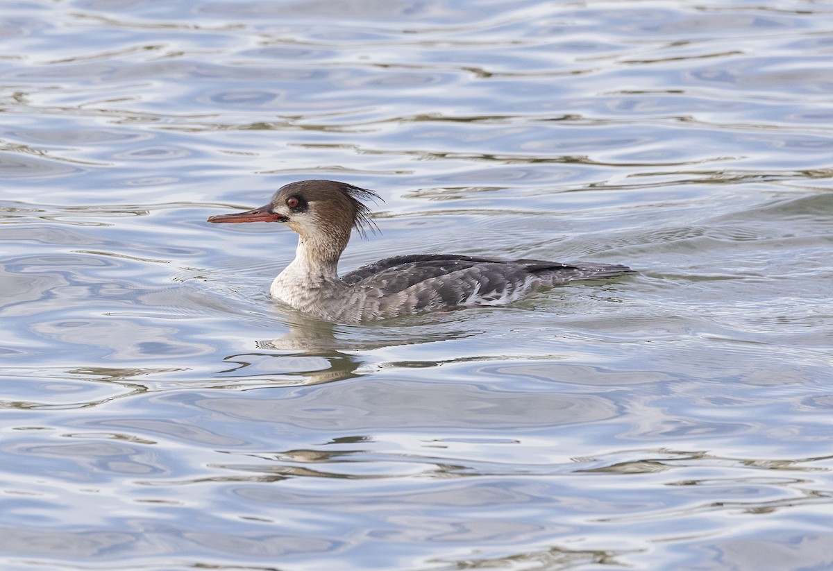 Red-breasted Merganser - ML614569084