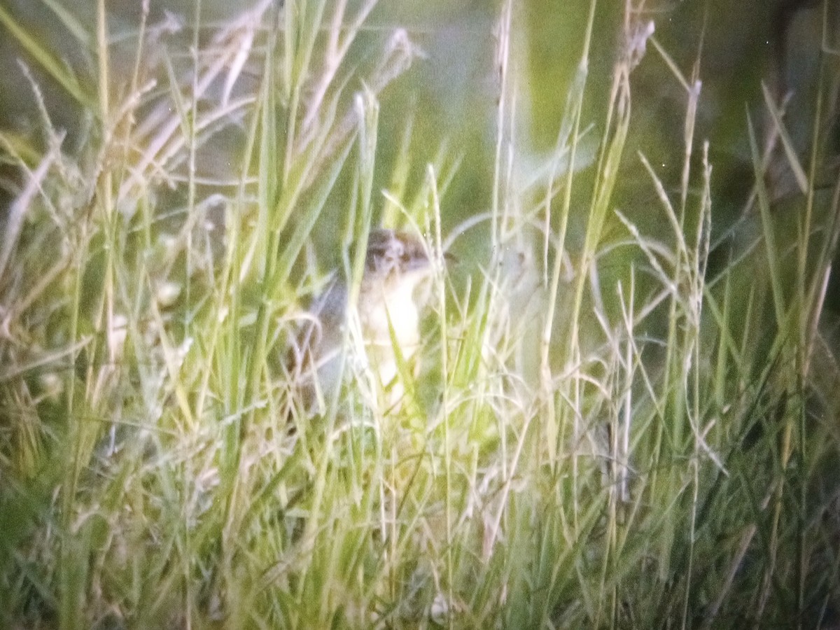 Bristled Grassbird - ML614569111