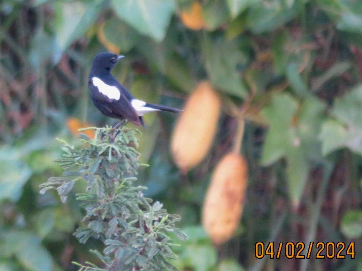 Pied Bushchat - Gaja mohanraj