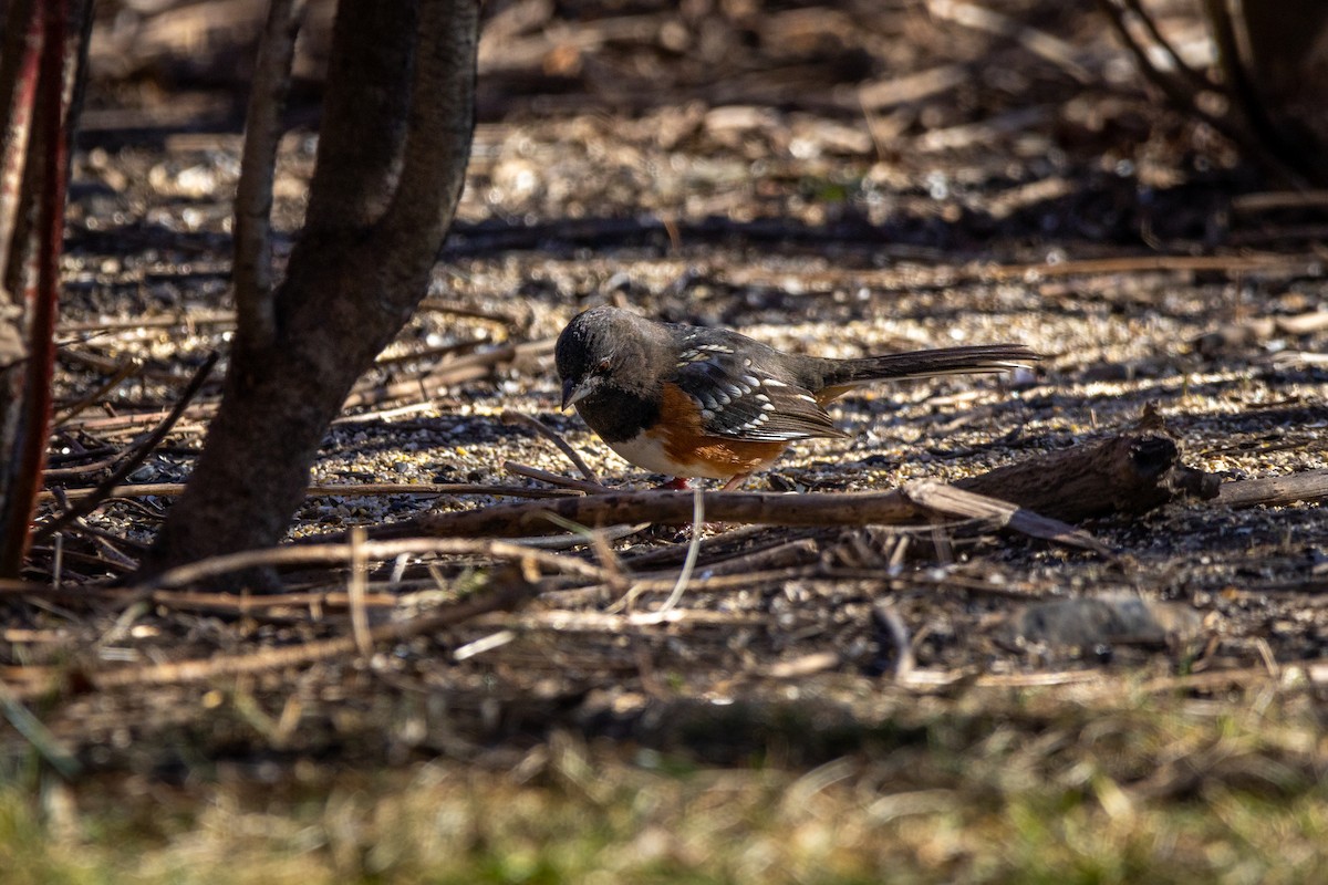 Spotted Towhee - ML614569234