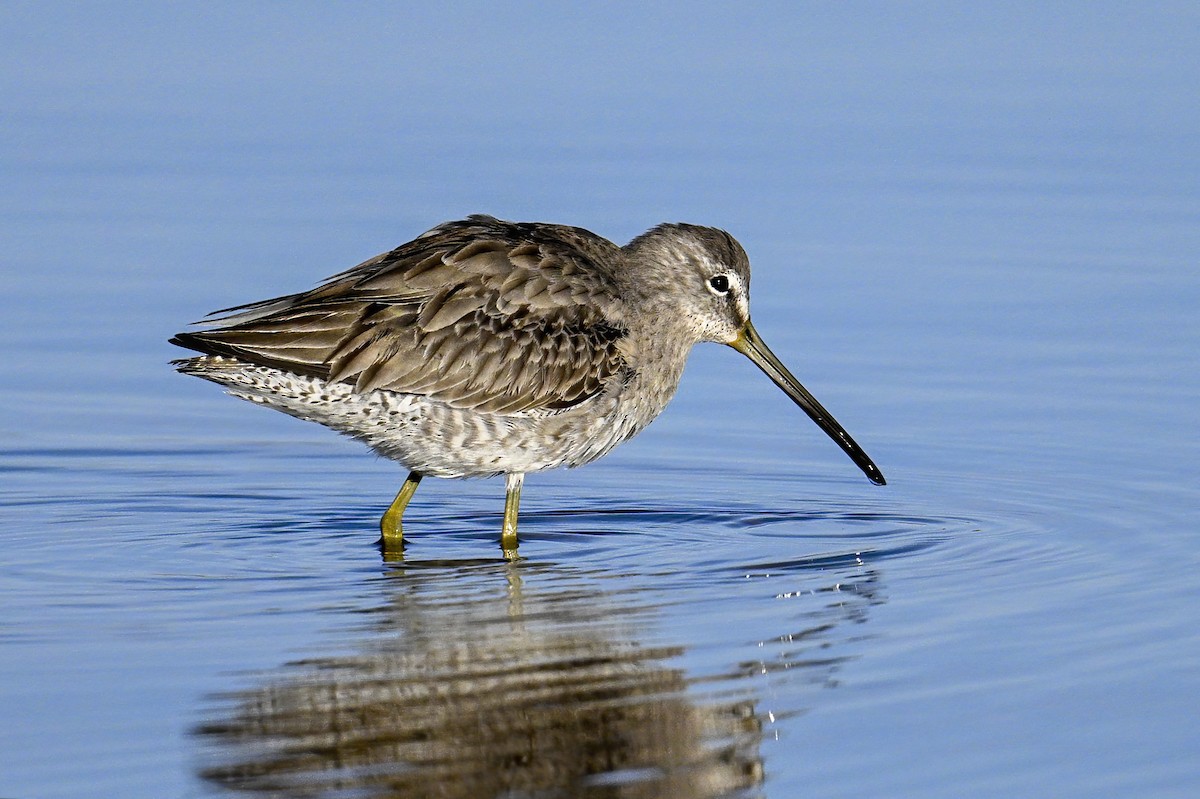 Long-billed Dowitcher - ML614569241