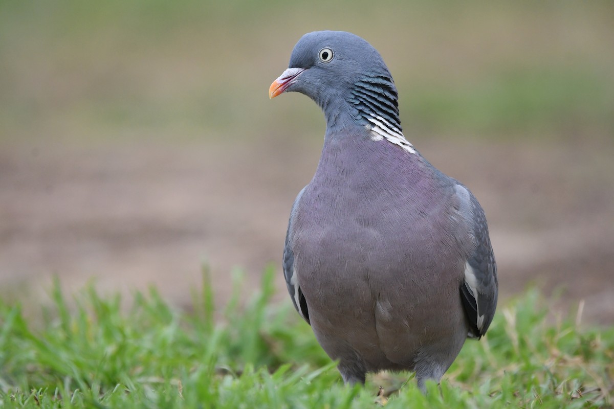 Common Wood-Pigeon - ML614569288