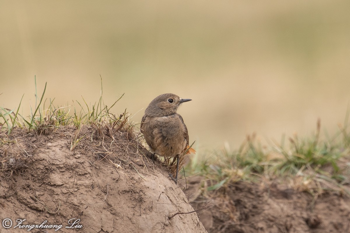 Black Redstart - ML614569383