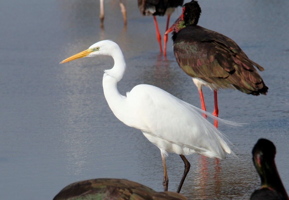 Great Egret - ML614569402