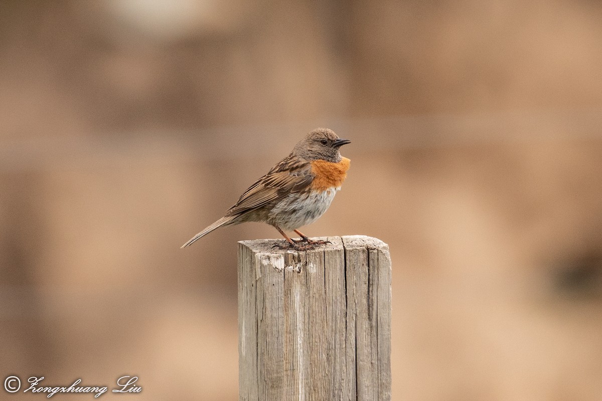 Robin Accentor - ML614569410