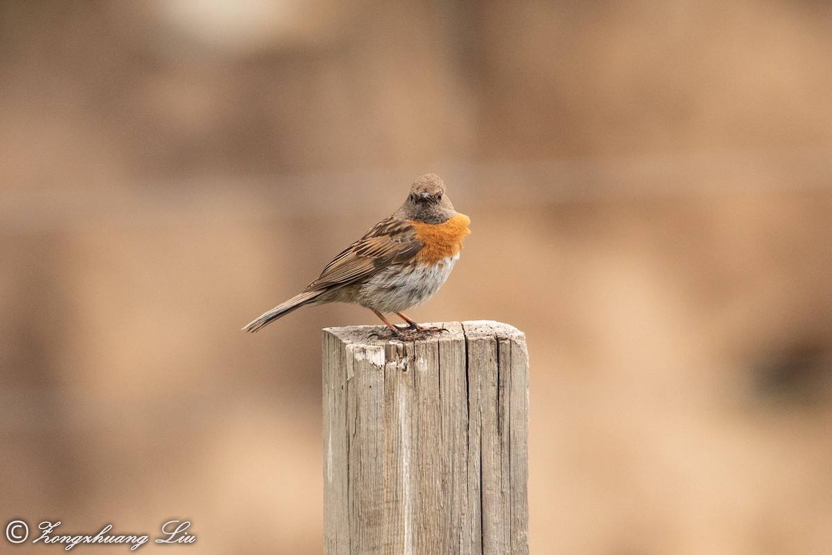 Robin Accentor - ML614569411