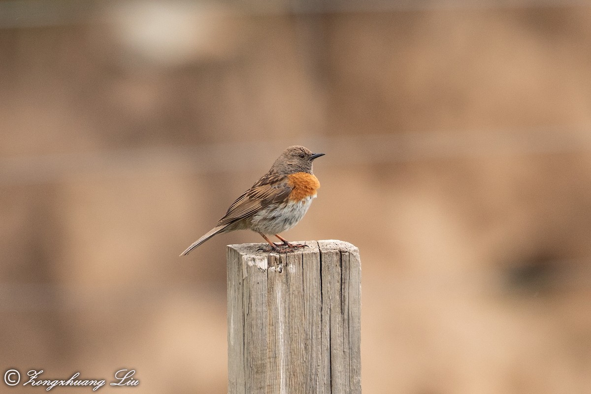 Robin Accentor - ML614569412