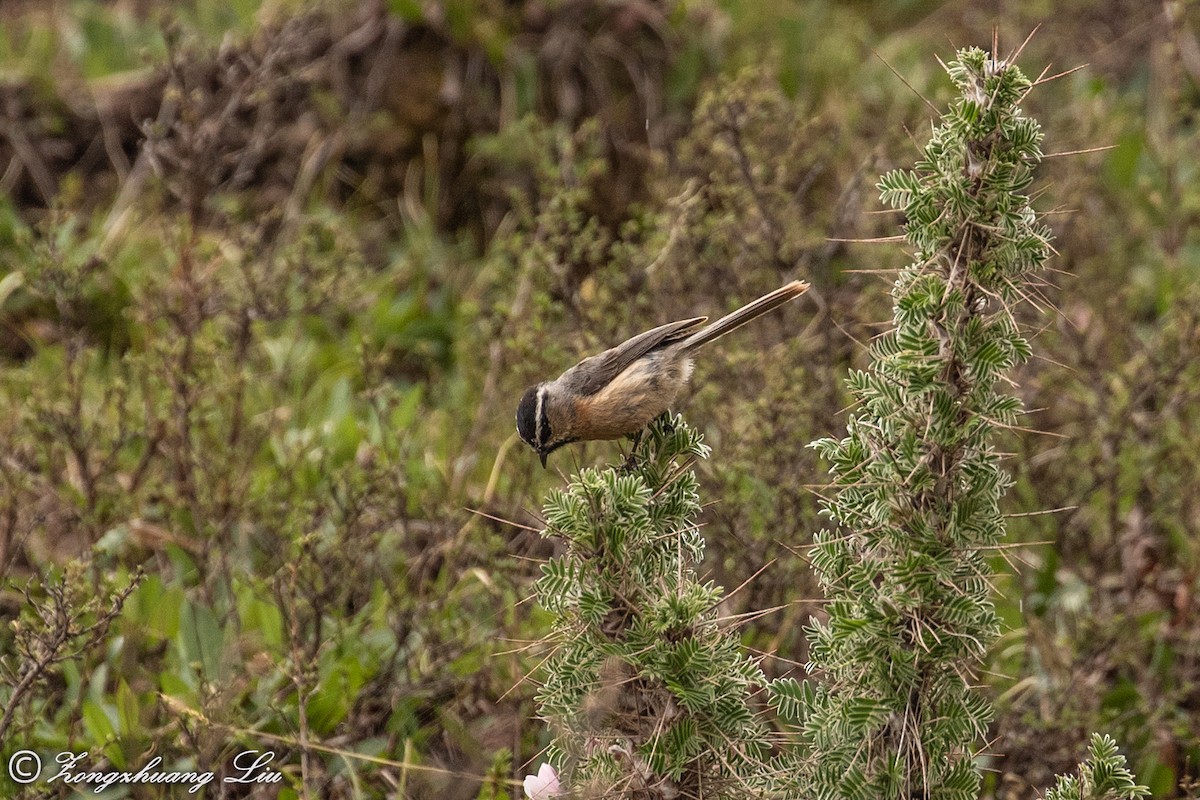 White-browed Tit - ML614569439