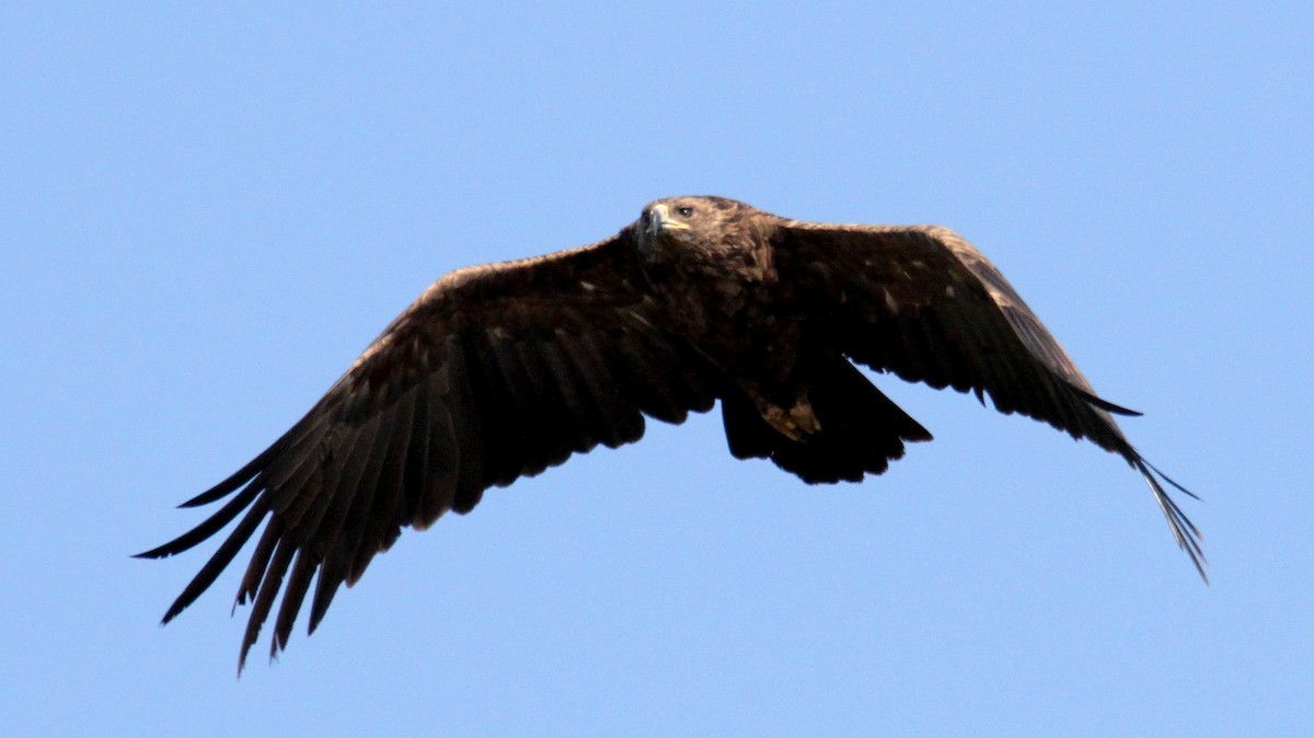 Greater Spotted Eagle - ML614569447