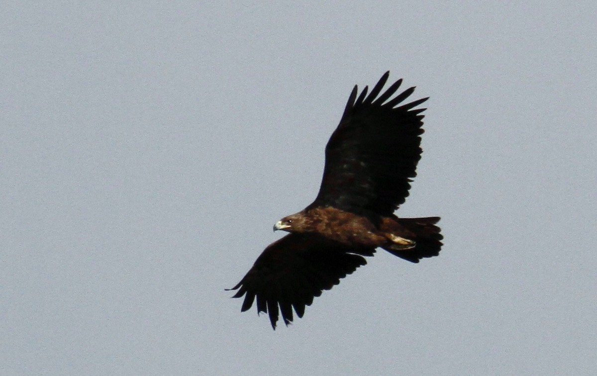 Greater Spotted Eagle - ML614569448