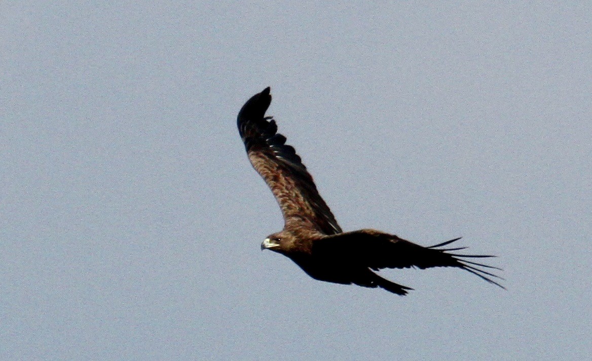 Greater Spotted Eagle - ML614569449