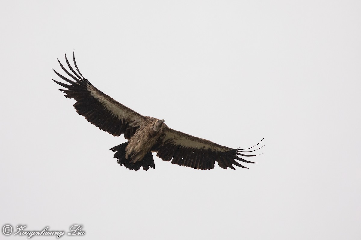 Himalayan Griffon - ML614569454