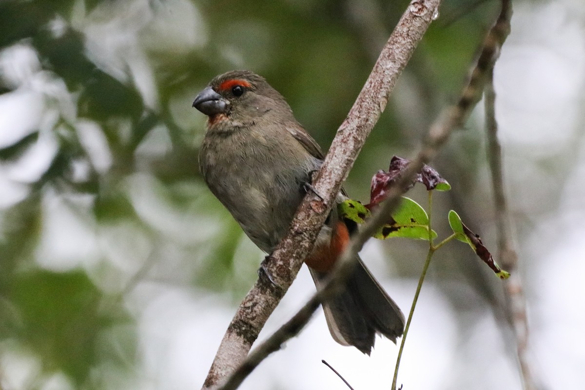 Greater Antillean Bullfinch - ML614569492