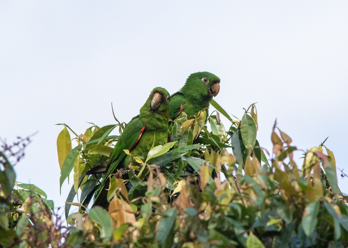 White-eyed Parakeet - Silvia Faustino Linhares