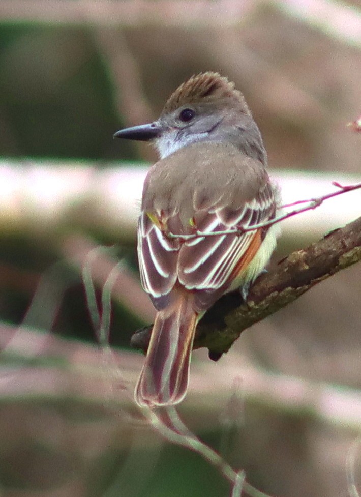 Brown-crested Flycatcher - Phillip Wallace