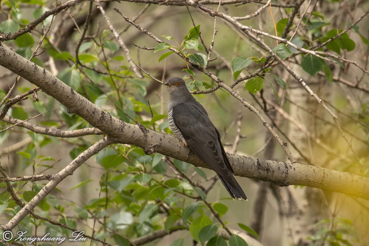 Common Cuckoo - ML614569534