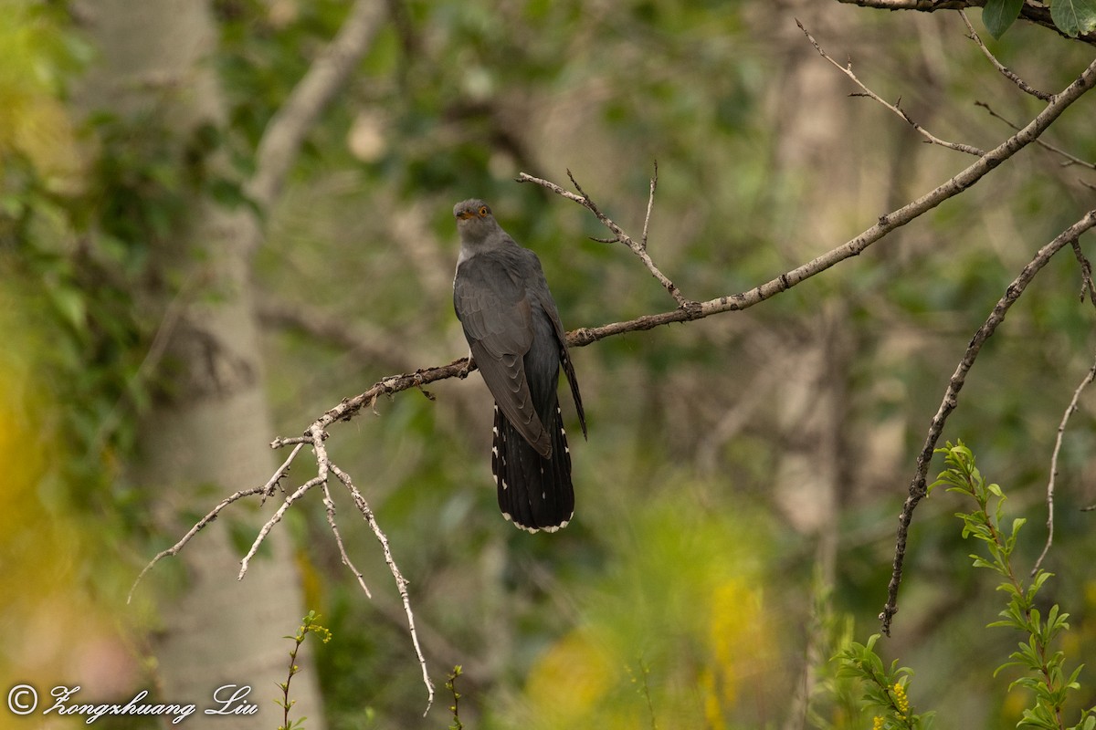 Common Cuckoo - ML614569537