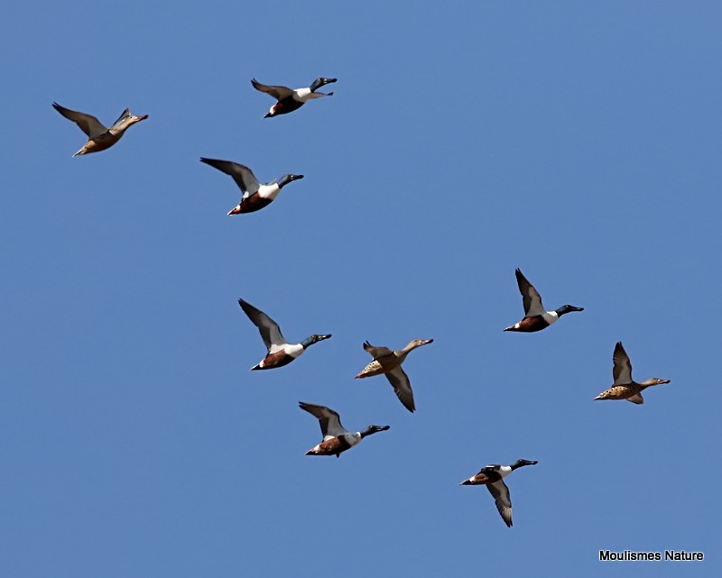 Northern Shoveler - ML614569577