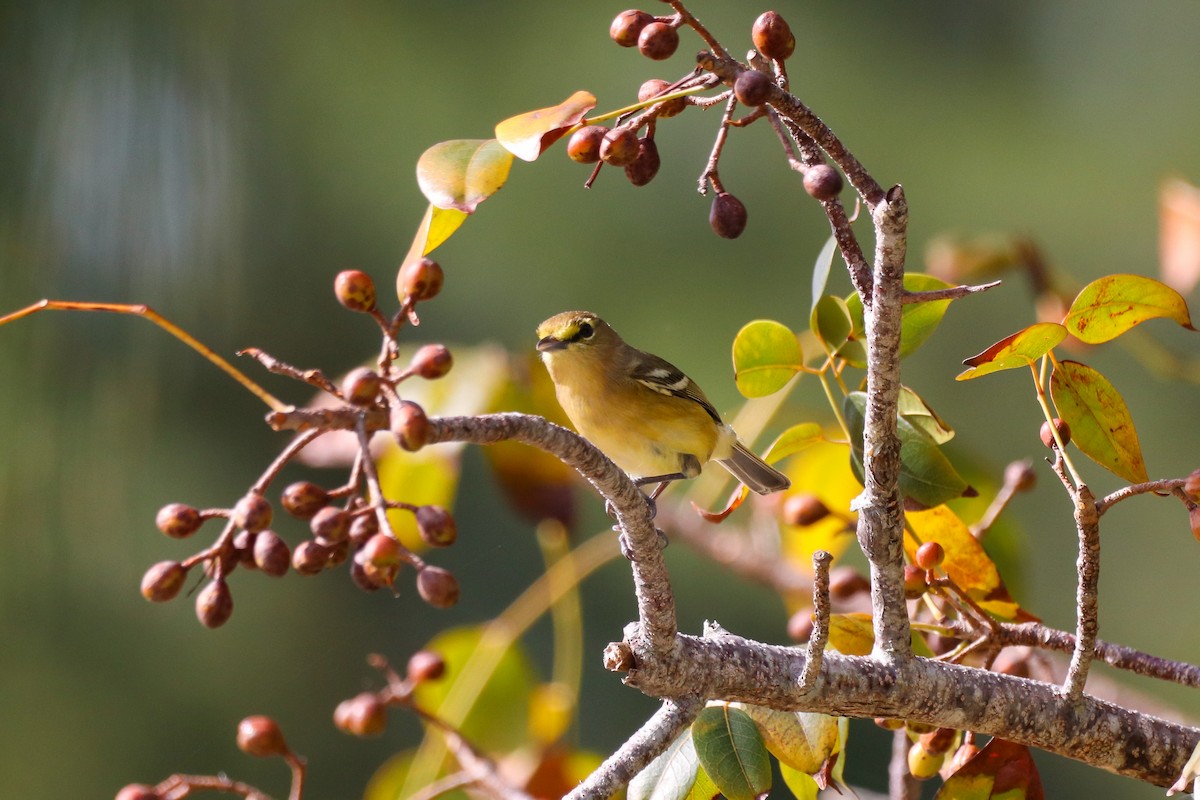 Thick-billed Vireo - ML614569580