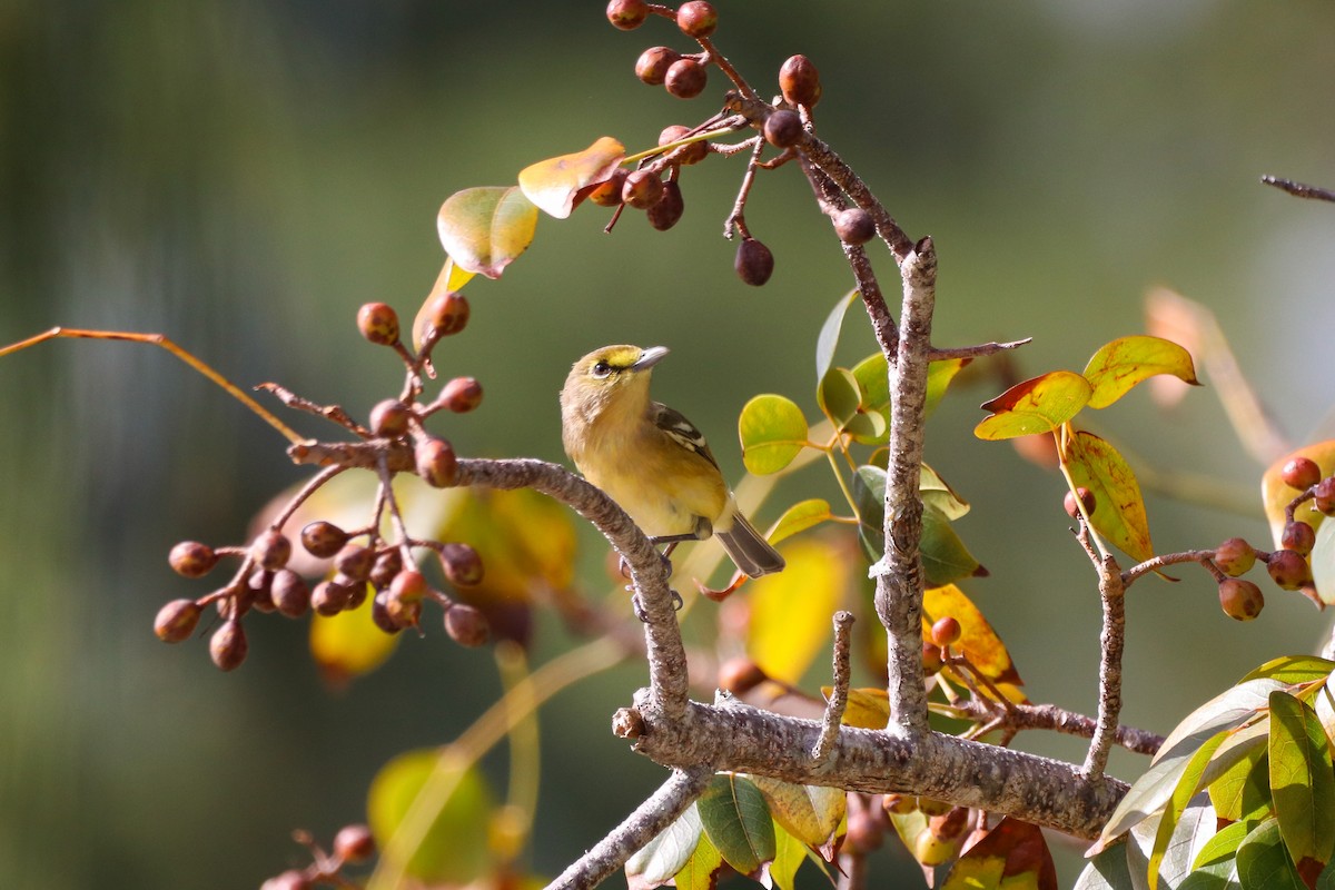 Thick-billed Vireo - ML614569581