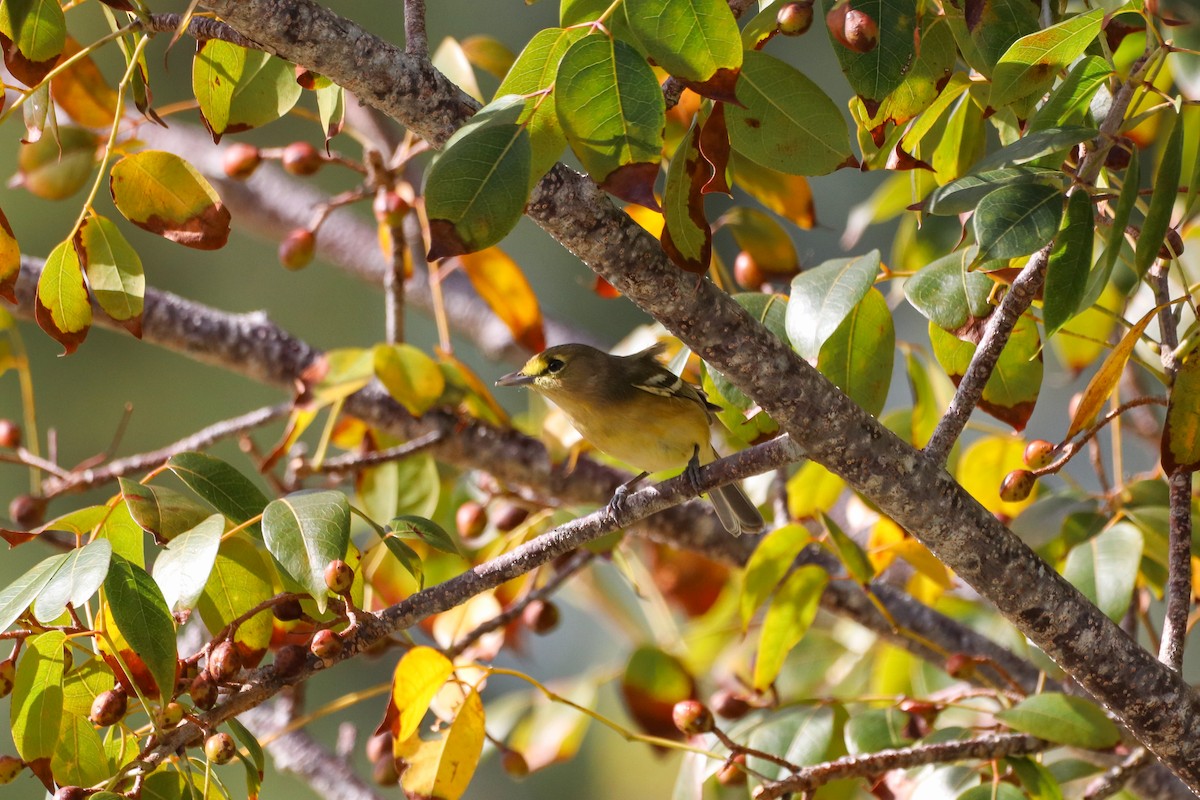 Thick-billed Vireo - ML614569582