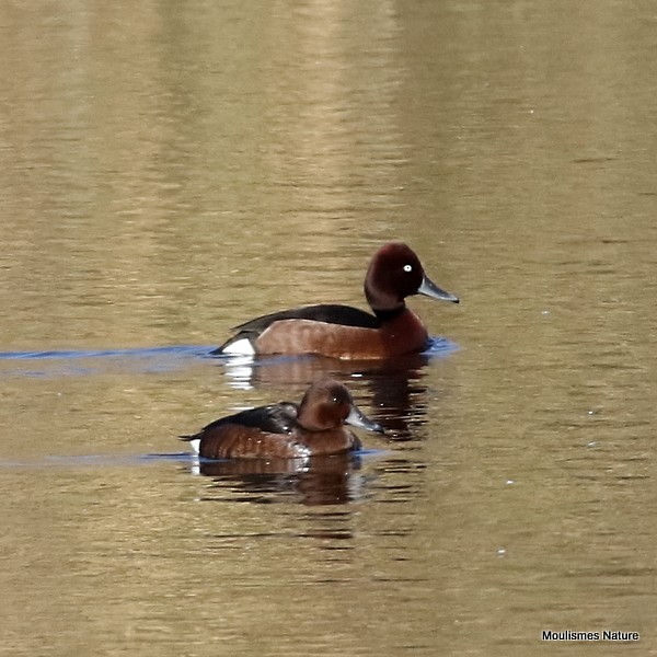 Ferruginous Duck - ML614569615