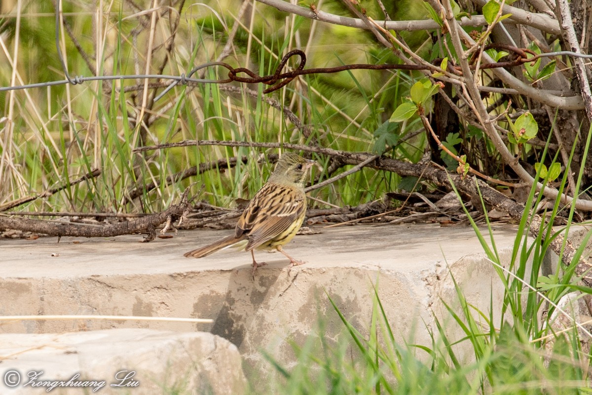 Black-faced Bunting - ML614569619