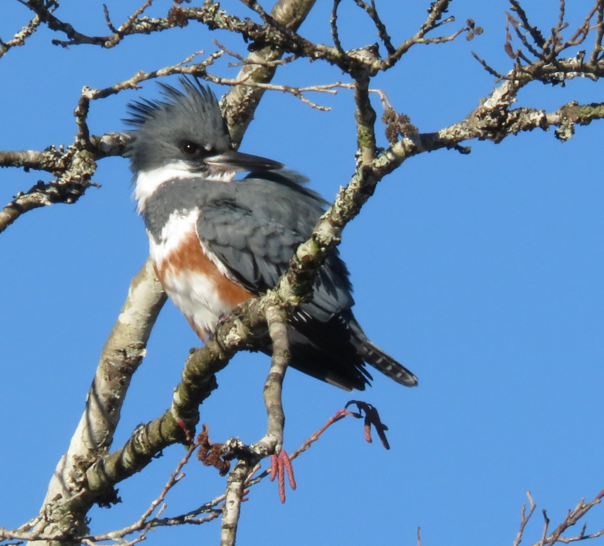 Belted Kingfisher - ML614569641