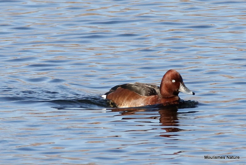 Ferruginous Duck - ML614569647