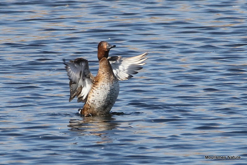 Ferruginous Duck - ML614569648