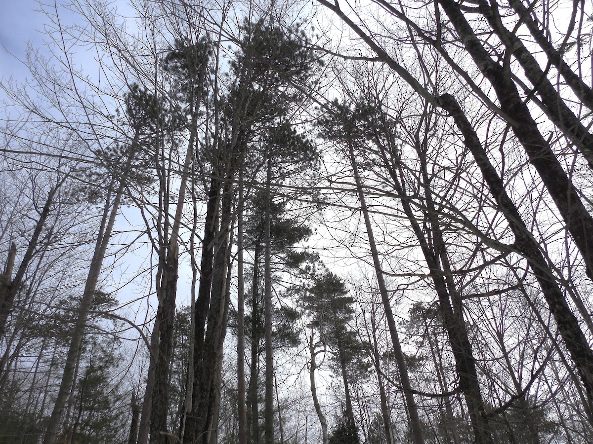 "Шишкар ялиновий (Ponderosa Pine, або тип 2)" - ML614569659