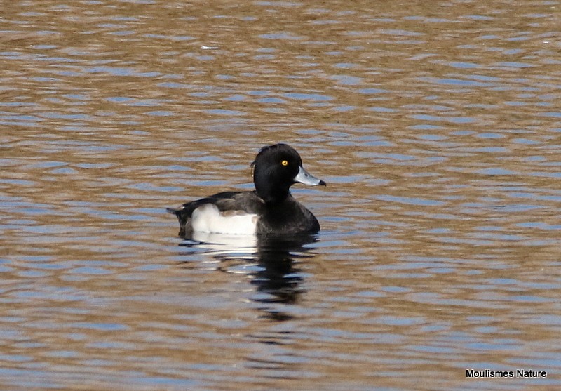 Tufted Duck - ML614569660