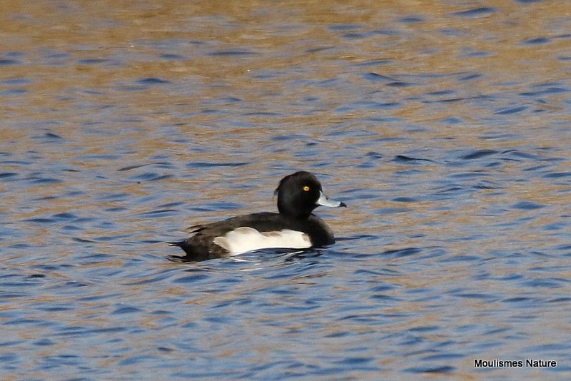 Tufted Duck - ML614569661