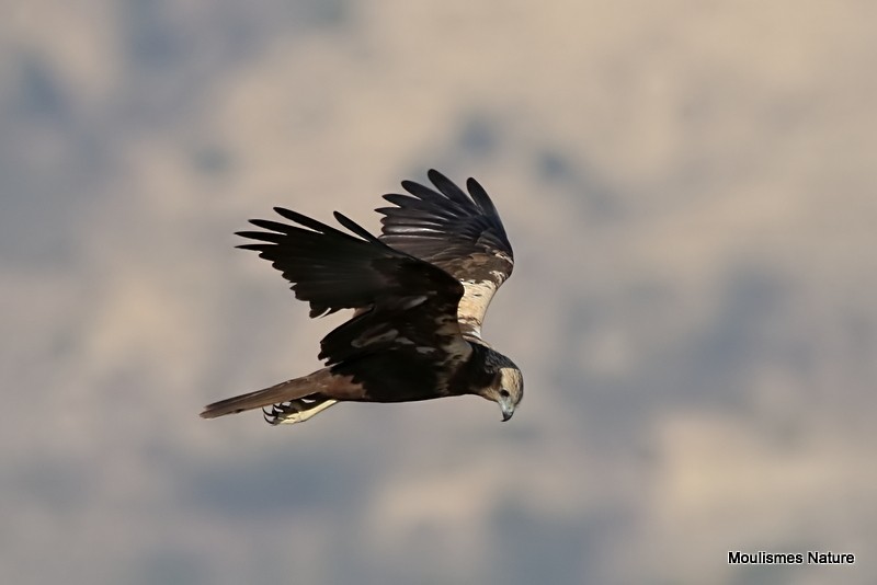 Western Marsh Harrier - ML614569698