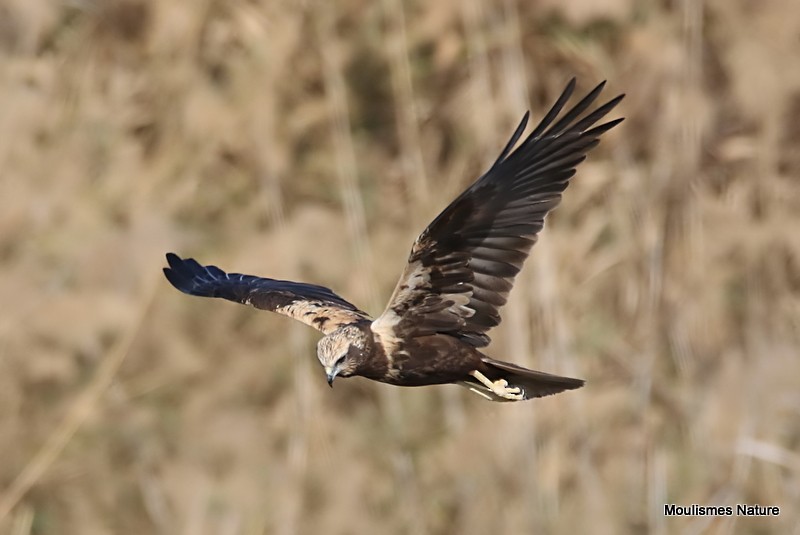 Western Marsh Harrier - ML614569699