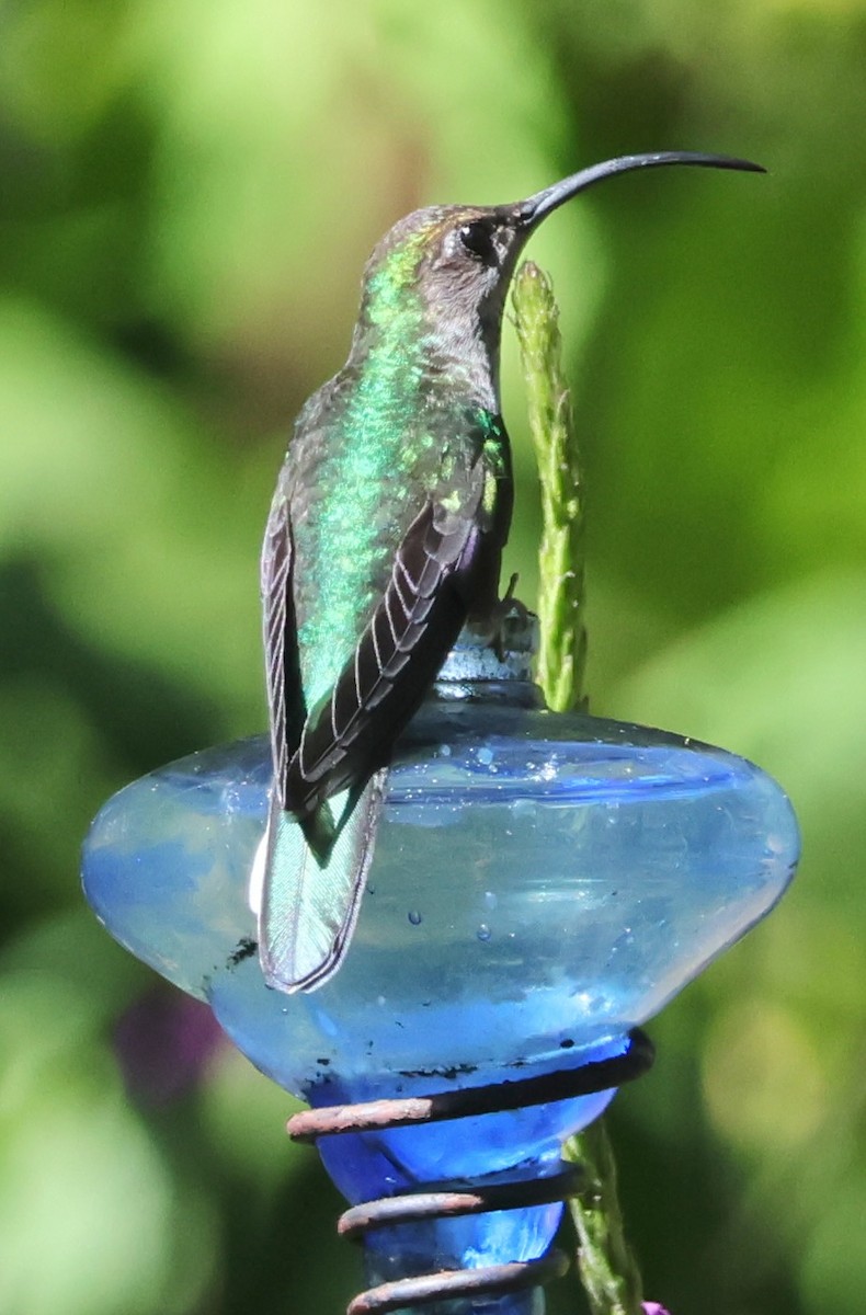 Colibrí Morado - ML614569711