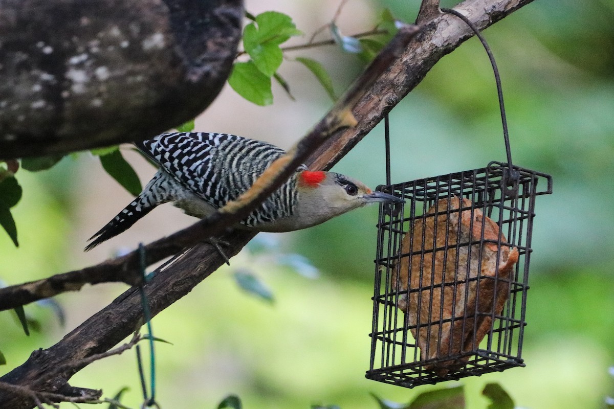 West Indian Woodpecker - ML614569721