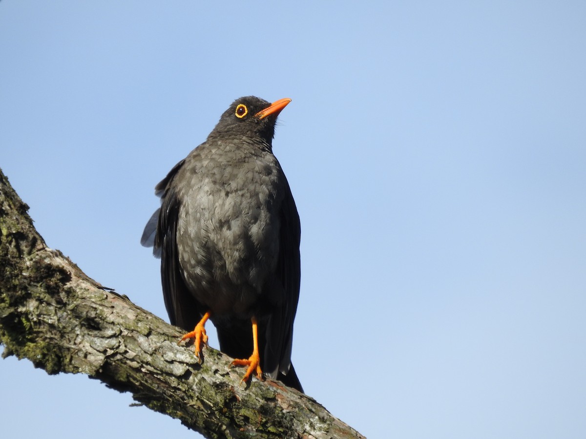 Great Thrush - Natalia Yepes