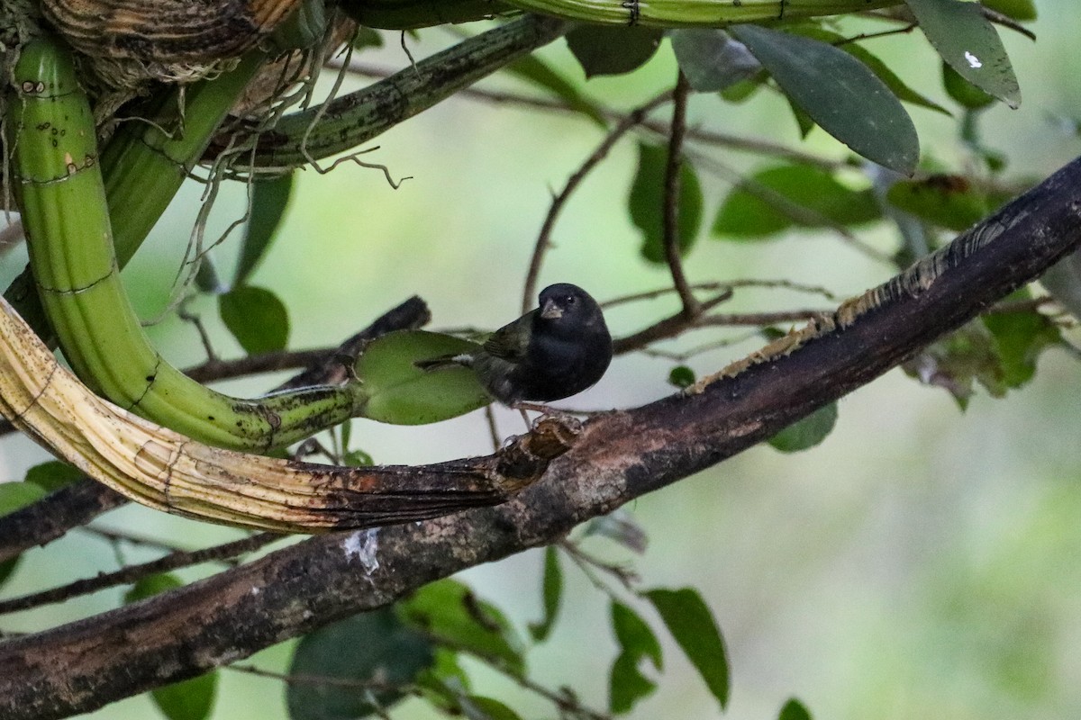 Black-faced Grassquit - ML614569736