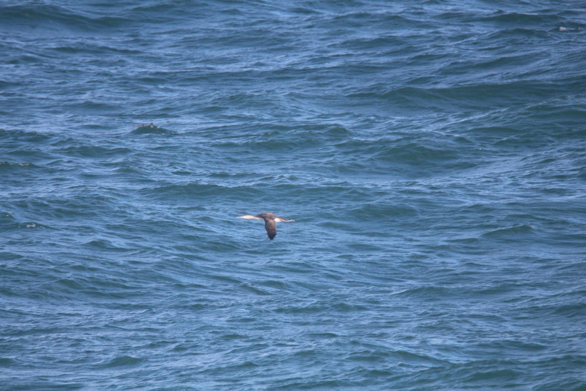 Red-throated Loon - Jim Roberts