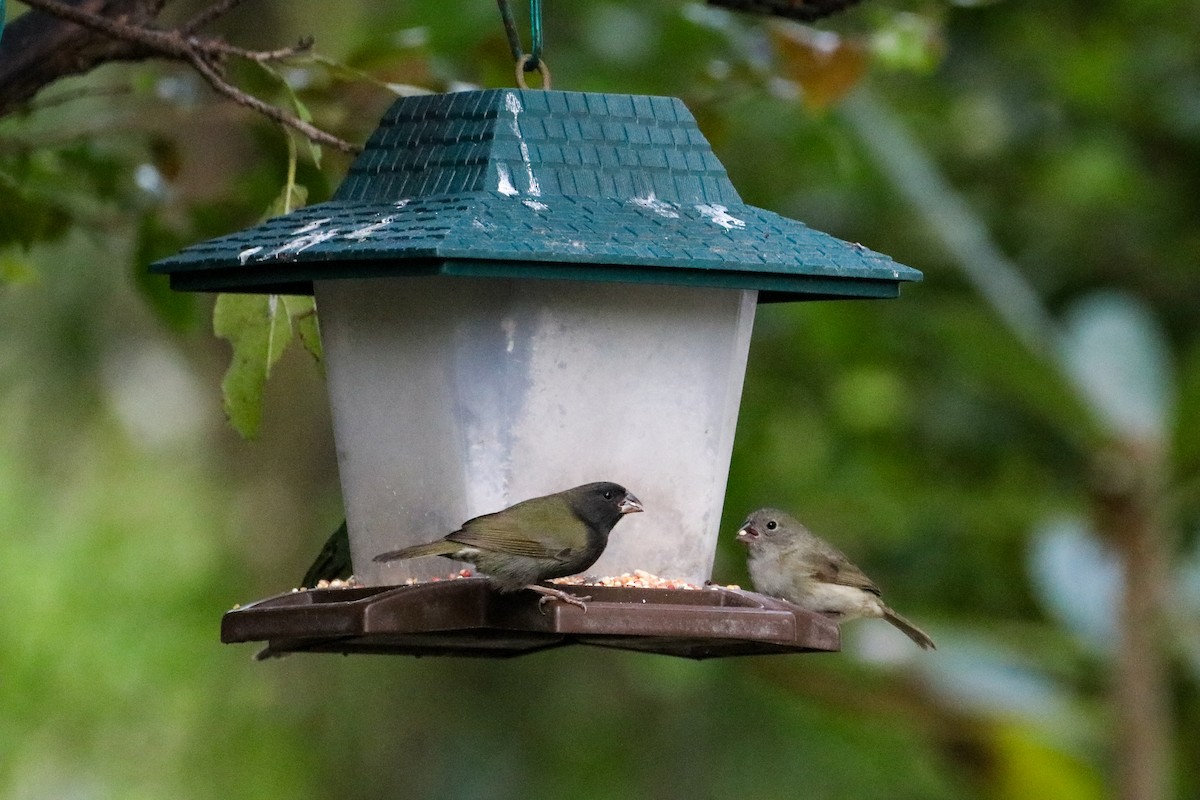 Black-faced Grassquit - Sean Carroll